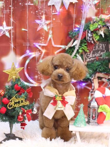 20231223ベルくん